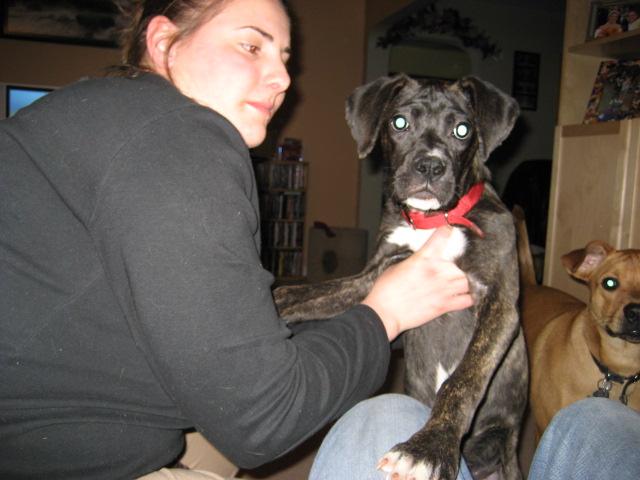 DOGS028