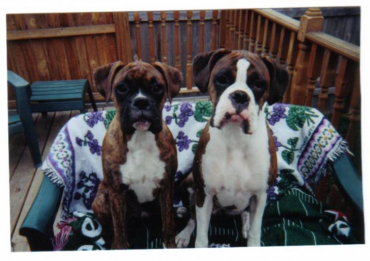 dogs_001