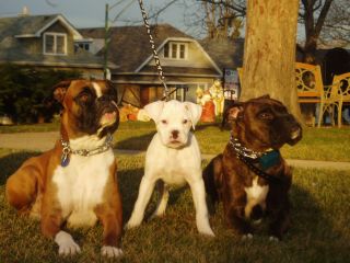 dogs_002-AJ