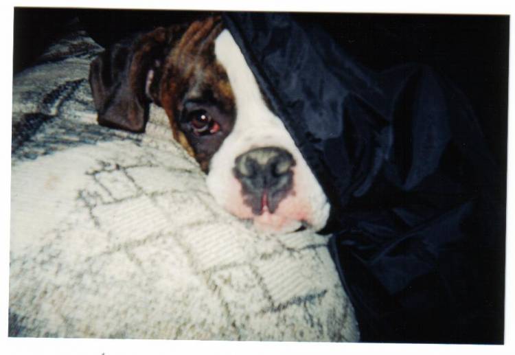 dogs_002