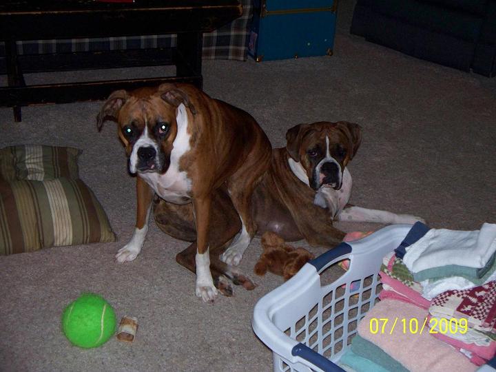 Dogs_0022