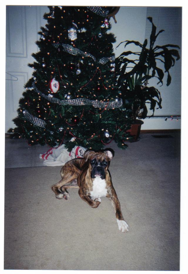 dogs_004