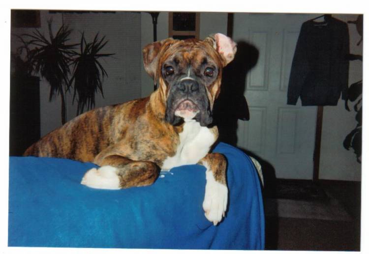 dogs_007