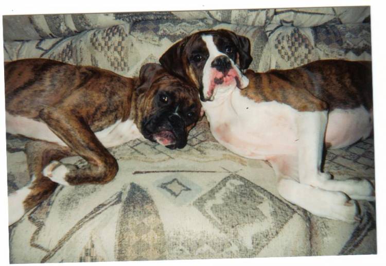 dogs_008