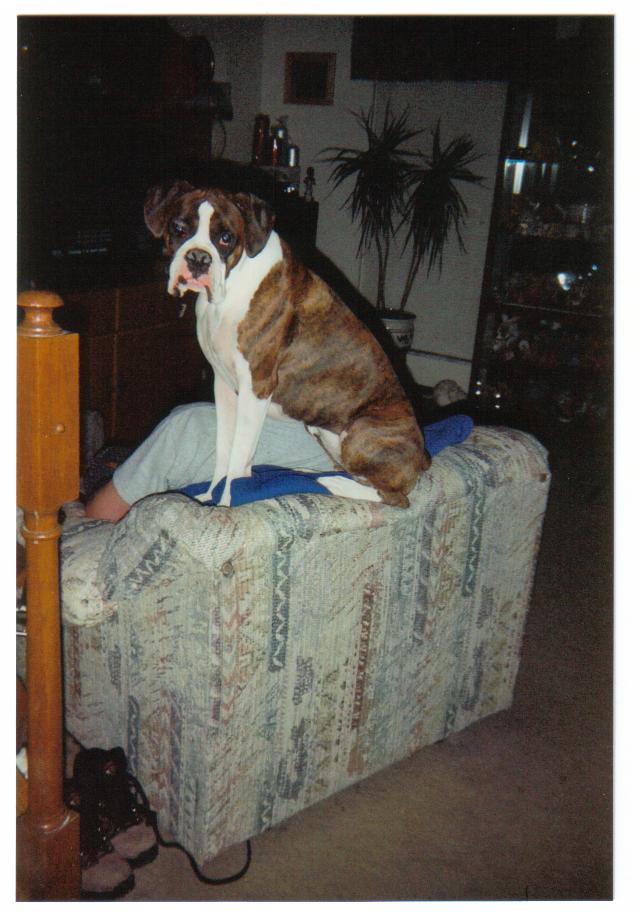 dogs_010