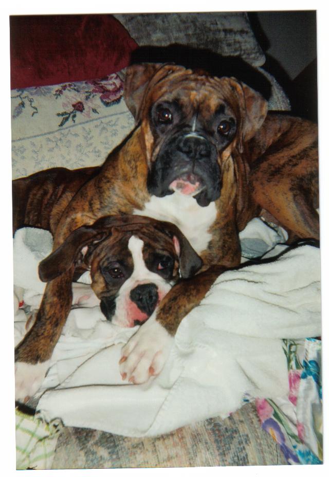 dogs_011