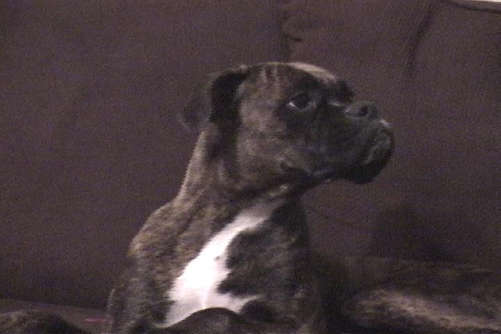 dogs_018