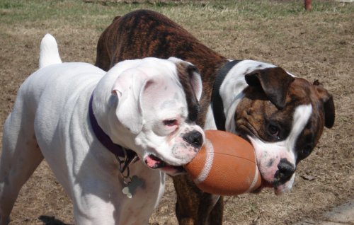 dogsFootball