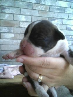 Dojas 1st picture ever....  The day I met my beloved