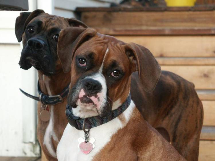 DOLLY & DAISY