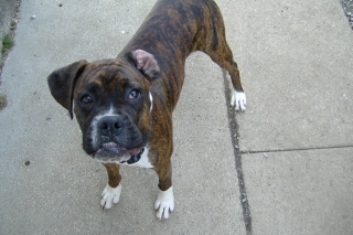Dolly playing outside