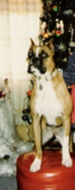 Dolly