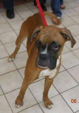 Domino, at the shelter when we first met!