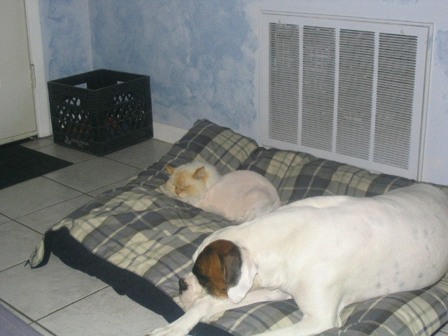 Domino is actually sharing his bed with Chance!