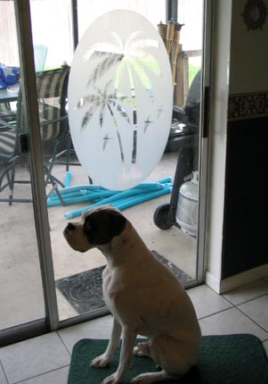 Domino looking out at the pool