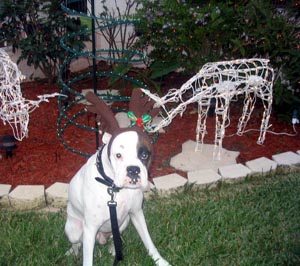 Domino posing for Xmas photo