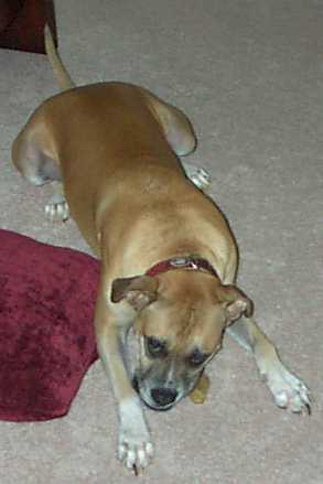 Don't bother me while I'm chewing my bone!