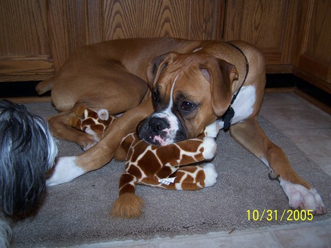 Don't even think about it....it's my toy!