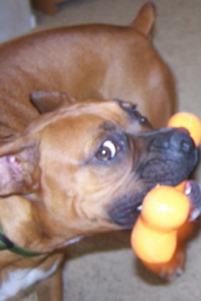 dont even think about touching my new bone
