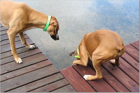 Don't Jump!
