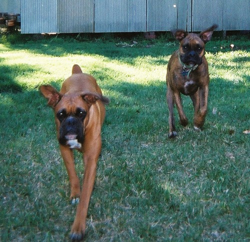 Don't let those ears slow ya down!