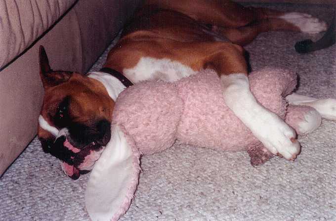 Dont touch my pink bunny!