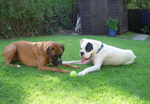 Dont touch the tennis ball!!