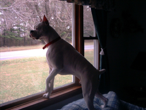 Dont Worry Mommy and Daddy I Will Stand Guard At The Window!
