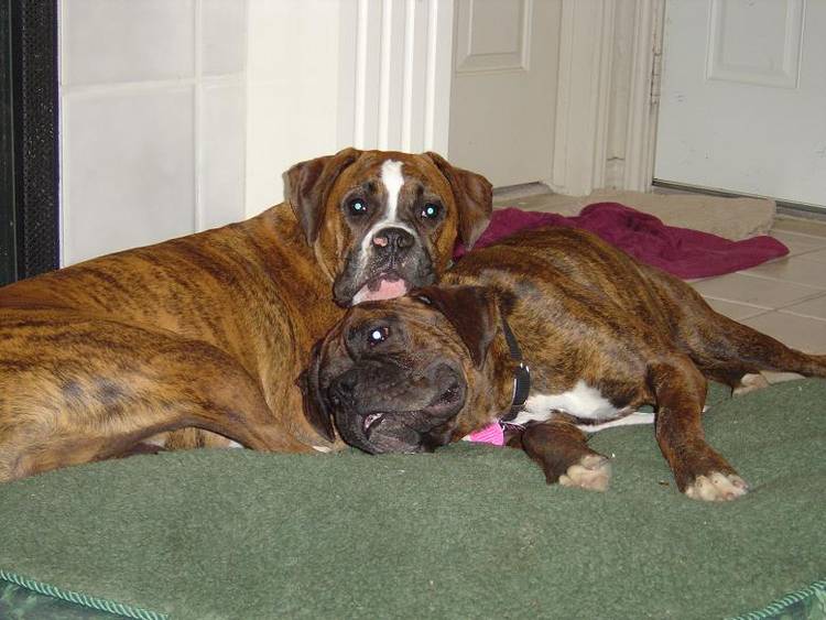 Don't you just love how boxers love each other