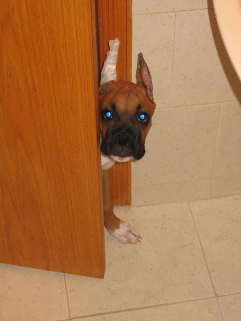 door