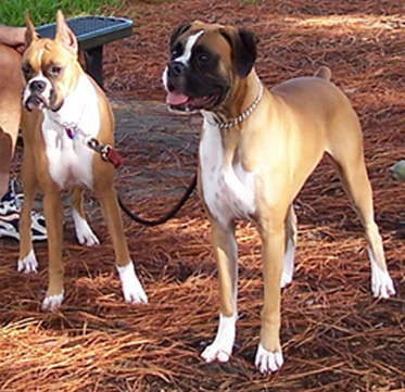 Dottie and Snoop at the dog park