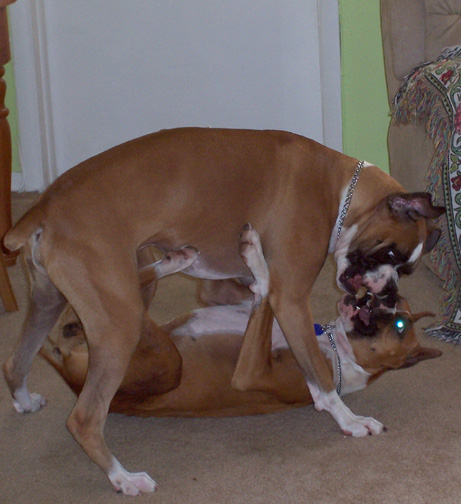 Dottieon_the_bottom_
