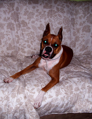 DottieOnCouch