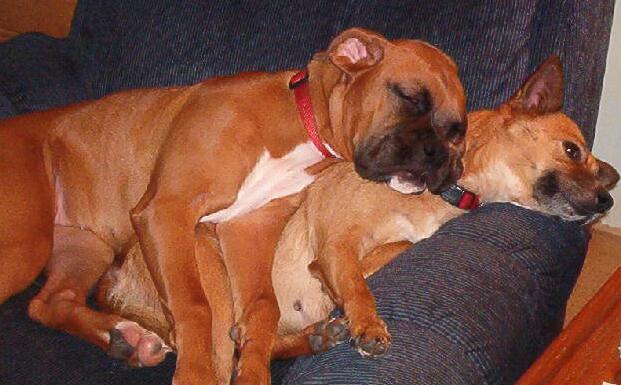 Double Decker Doggies (clean)