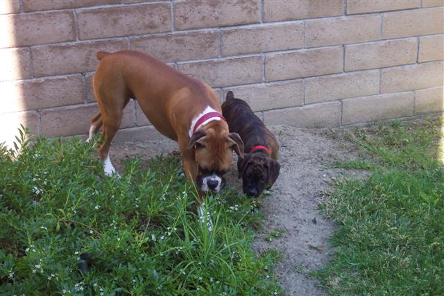 Double Trouble