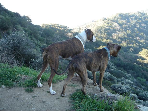 Down in the Valley