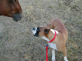 Dozer and 1 of his neighbors