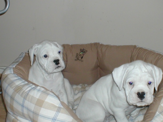 Dozer and Cleo