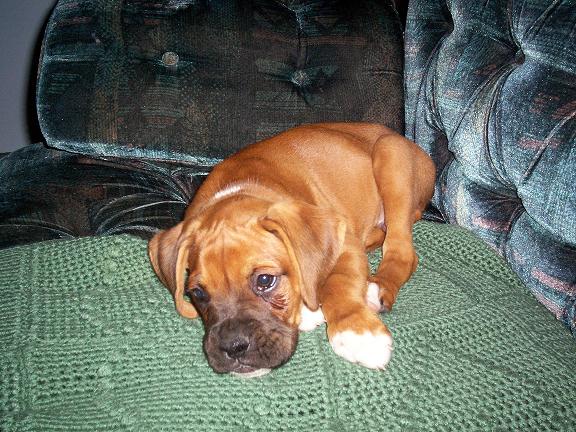 Dozer first Night, 7-06