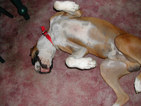 Dozer going about half crazy,