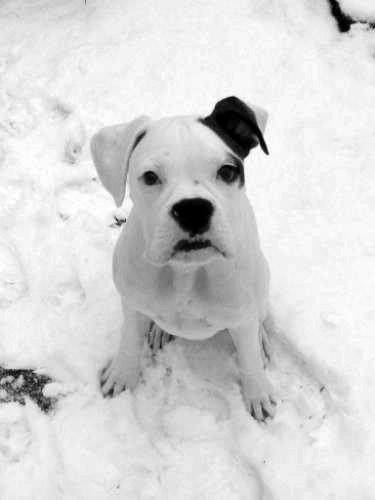 Dozer in the Snow