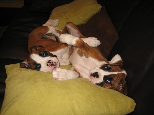 Dozer & Indy Kicking back on the couch
