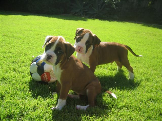 Dozer & Indy's first soccer try out!