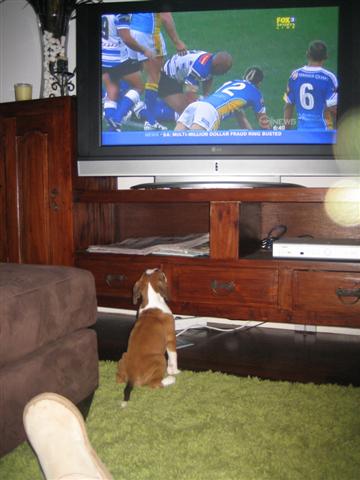 Dozer keeping an eye on the Rugby Score!!