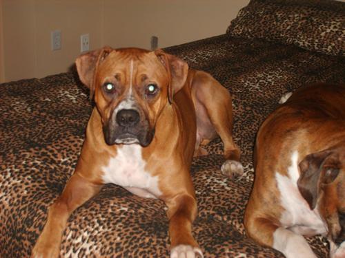 Dozer on his new bed sheets