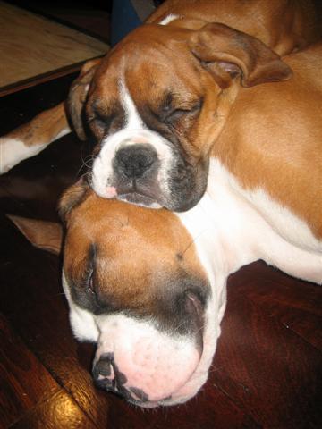 Dozer & Playmate Mambo