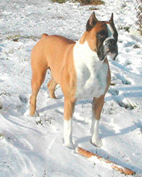 Dozer Posing for the camera.