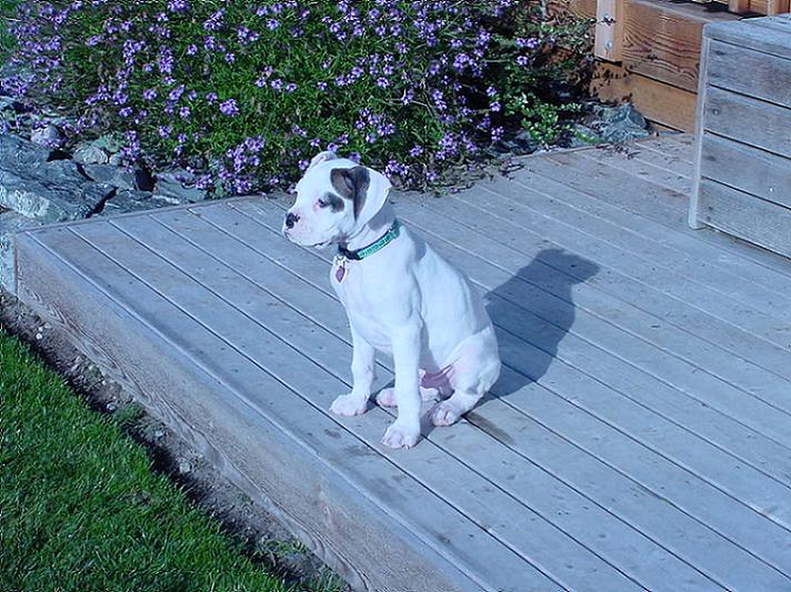 Dozer Surveying his Surroundings