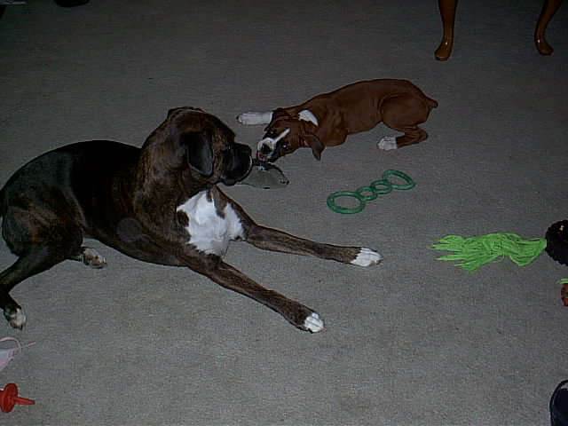 Dozer wanted Coco to play