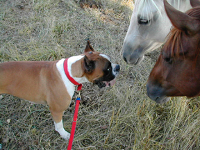 Dozer with his new Neighbors